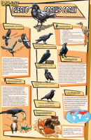 (HOMEWORK)Crow info