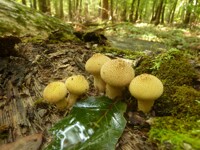 Puffball Family Portrait