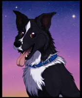 Border collie