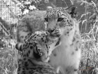 Snow Leopard Love
