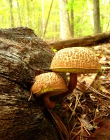 All Kinds of Question Marks