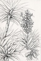 Yucca