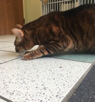 Those Toyger  stripes!