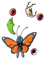 Milkweed and migration