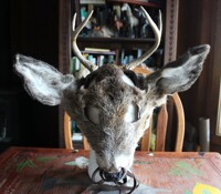 Deer Antler, Ear, Mask Sets