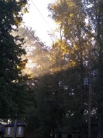 Another tree
