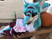 Banded Sergal Partial
