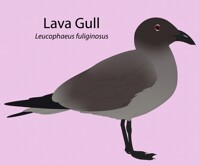 Lava Gull