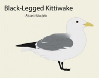 Black-Legged Kittiwake