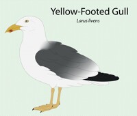 Yellow-Footed Gull