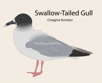 swallow tailed gull