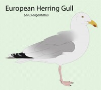 European Herring Gull