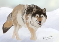 [Practice] Wolf on snow
