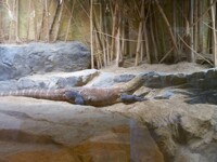 now thats a big lizard 