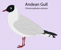 Andean Gull