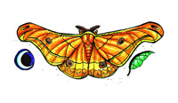 Emperor Moth