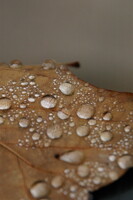 After the rain