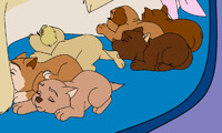 Milo and Sapphire's Puppies
