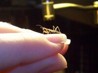 small as my nail