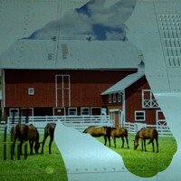 In Search For A Horse Cover
