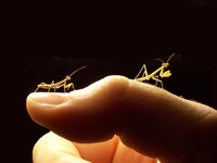 tenodora sinensis L2 and L3 comparison