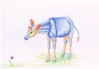 Colourful Okapi