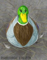 Patreon- Mallard