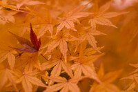 Autumn Gold