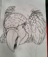 Macaw III