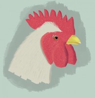 Head of a hen