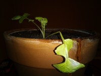 Plantz™ update: Radish family cemetery under construction