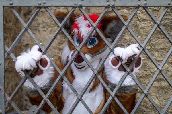 スーパーセール タイムセール 時間 bars! behind Fox by net [dot] Affinity Fur -- AyukeFox 洋楽
