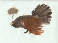Grumpy Capercaillie