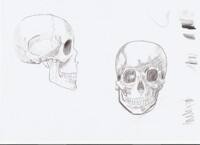 Practice sketch : Skull