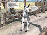 Kangaroo Trade 3