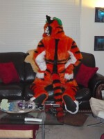 Random shot of posing tiger