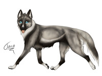 Ventur the Smart one (Dog)