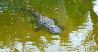Gator 1