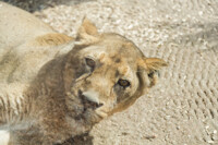 Łódź Zoo - Lioness 3