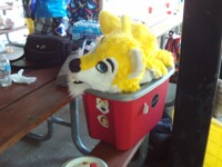 Golden Wolf Heads