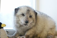 Polar fox