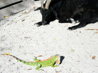 creeping lizard sleeping goat