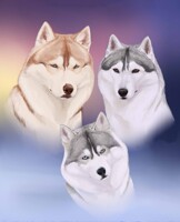 Husky family