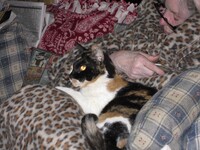 this is my cat patches 