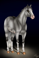 Darkness of the Grey Quater Horse