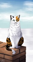 Winter cat