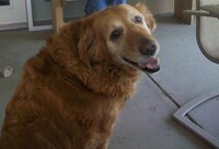 Mans Best Friend