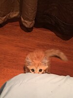 Ready to attack
