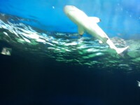 Weak Shark Week Pic