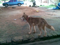 Kiba again